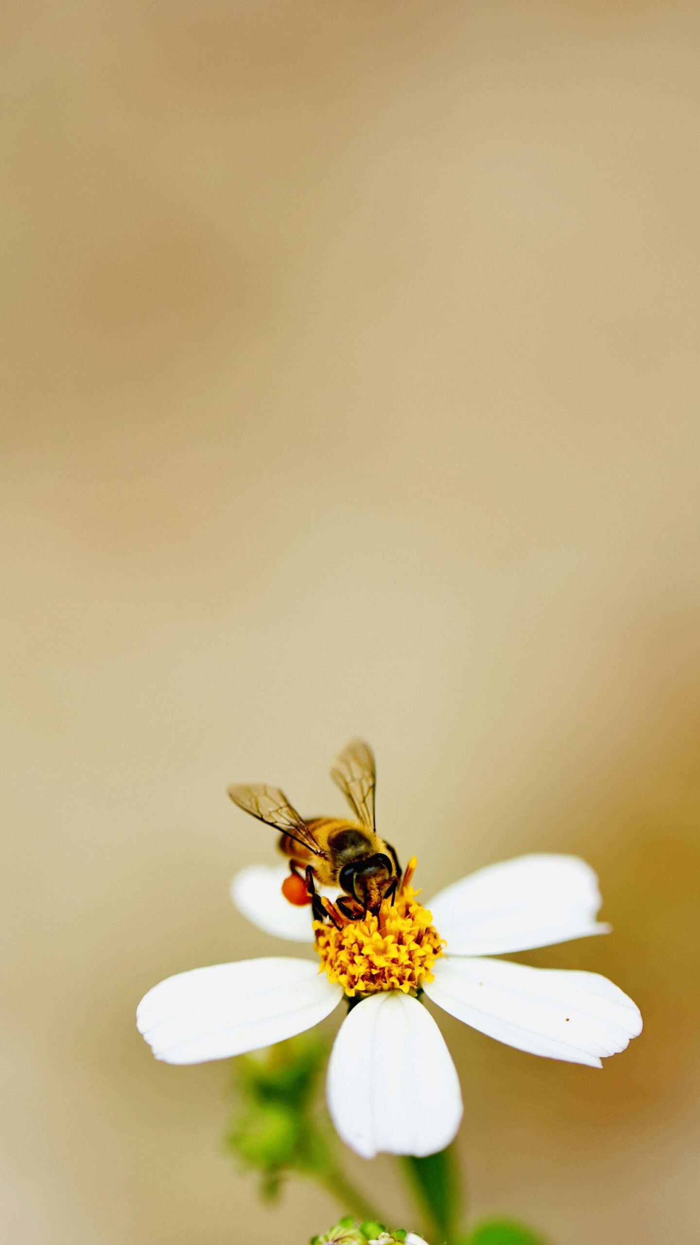 How to Create Bee-Friendly Pollinator Cocktail Garnishes for Eco-Conscious Entertaining