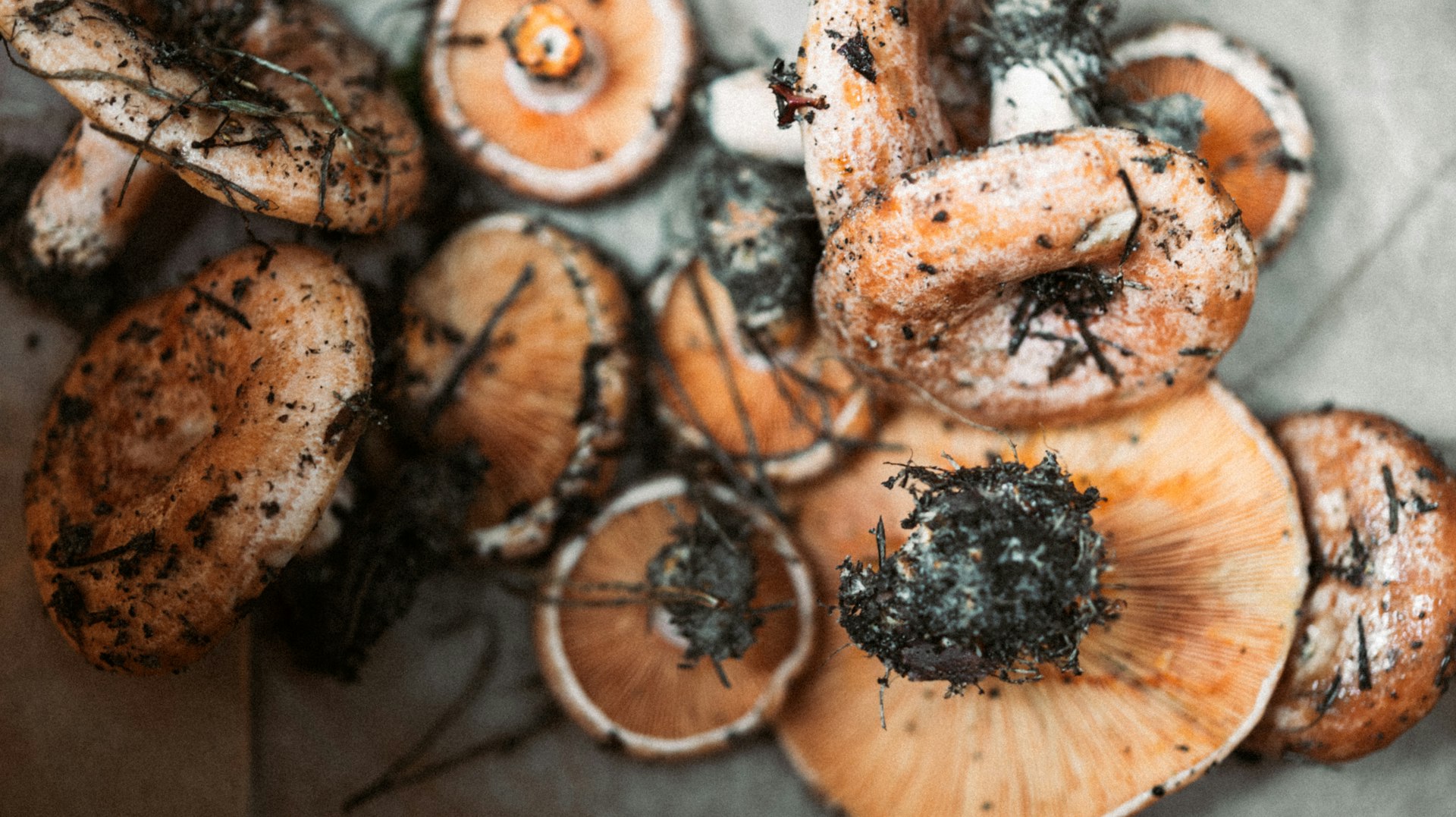Immune-Supporting Mushroom Broth: Recipes, Benefits, and Practical Guidance