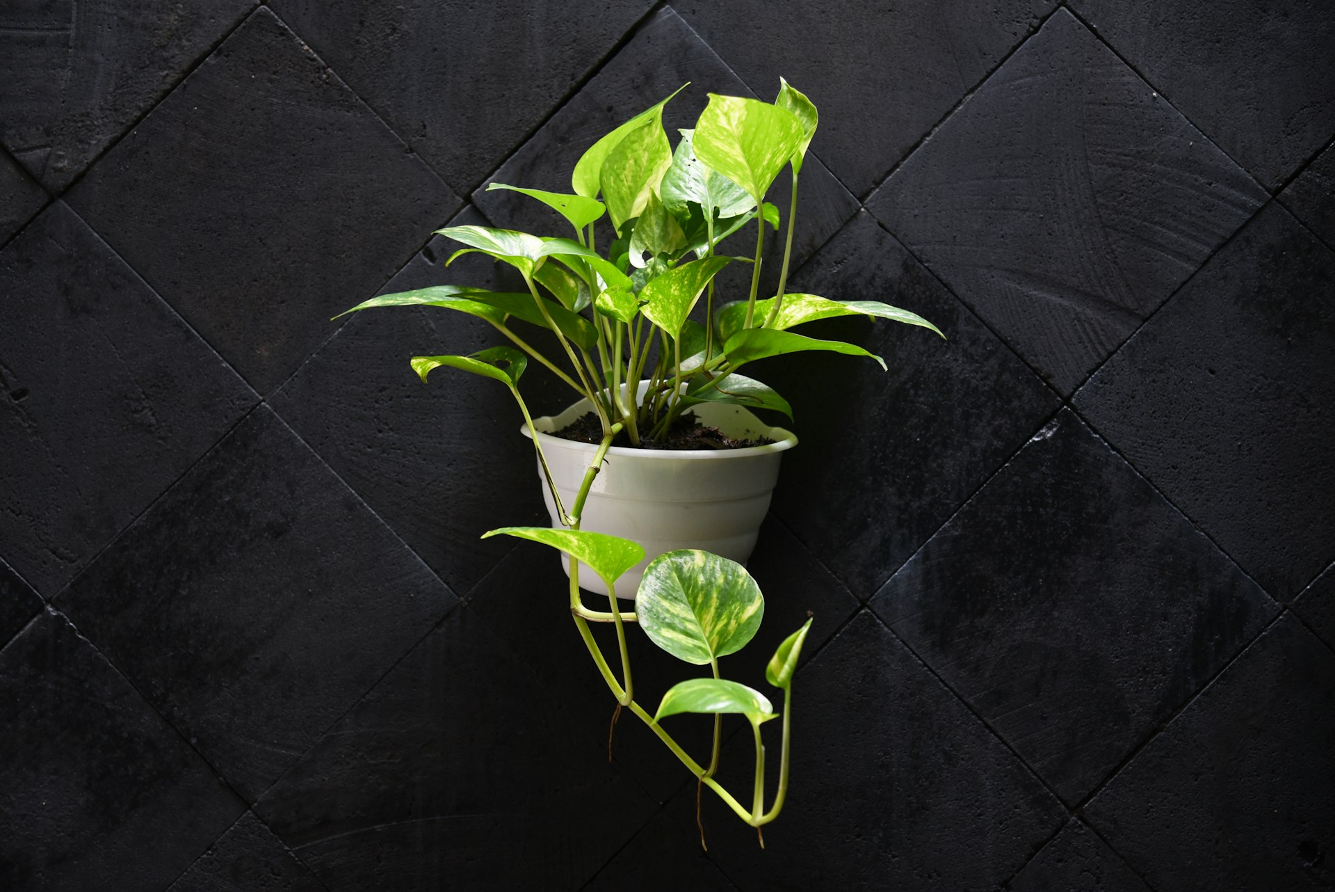 Transform Old Fabrics: Step-By-Step Upcycled Planter Bag Tutorials for a Greener Home