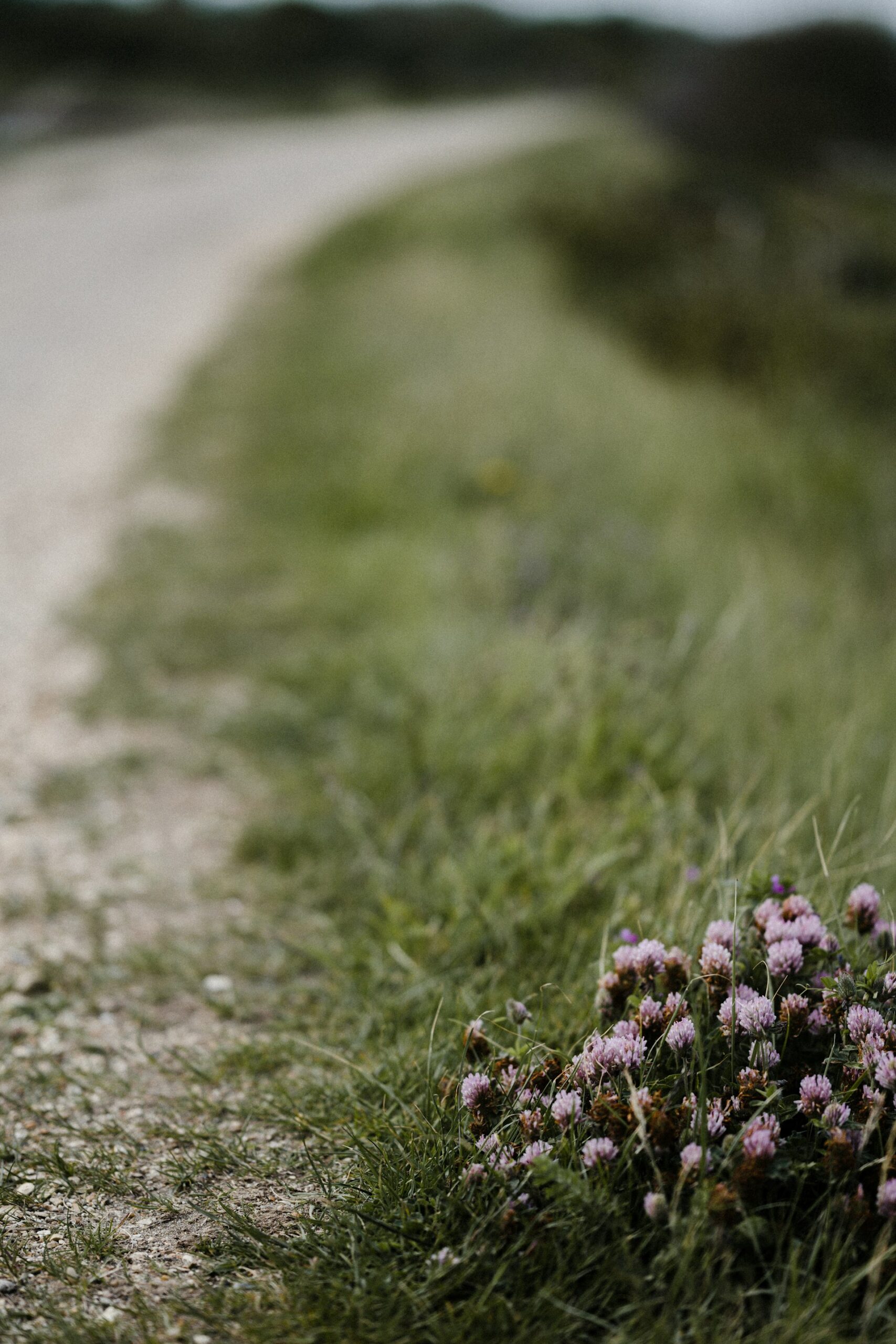 Create a Stunning DIY Pebble and Lavender Walkway: Step-by-Step Guide