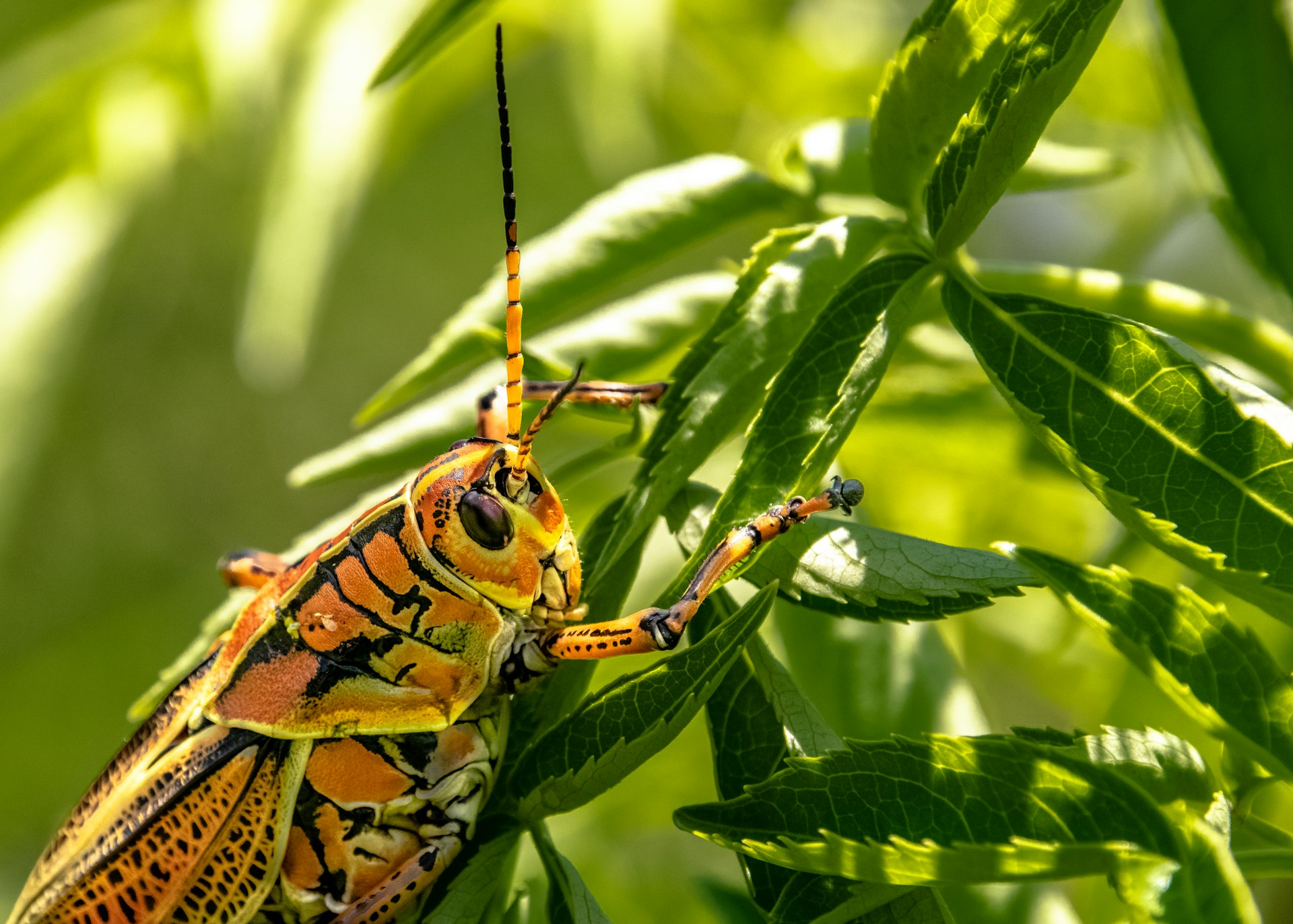 The Rise of Insect-Based Protein: Sustainable Food Trends and How to Get Involved