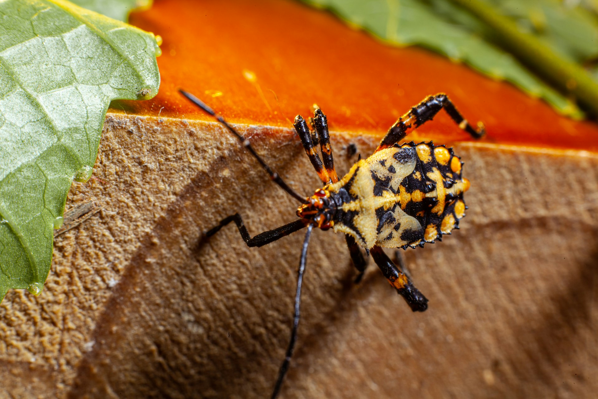 Unlocking the Future of Food: Insect Protein for Sustainable Nutrition and Global Food Security