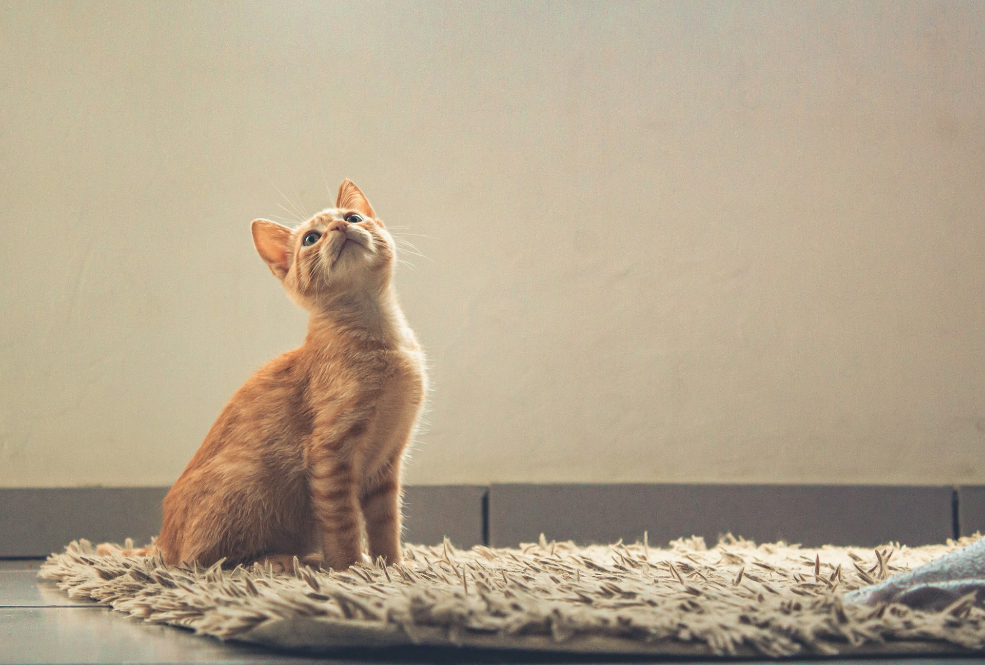 Ultimate Guide: How to Watch The Secret Life of Pets Legally and Conveniently